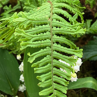 Dryopteris affinis 'Cristata The King'